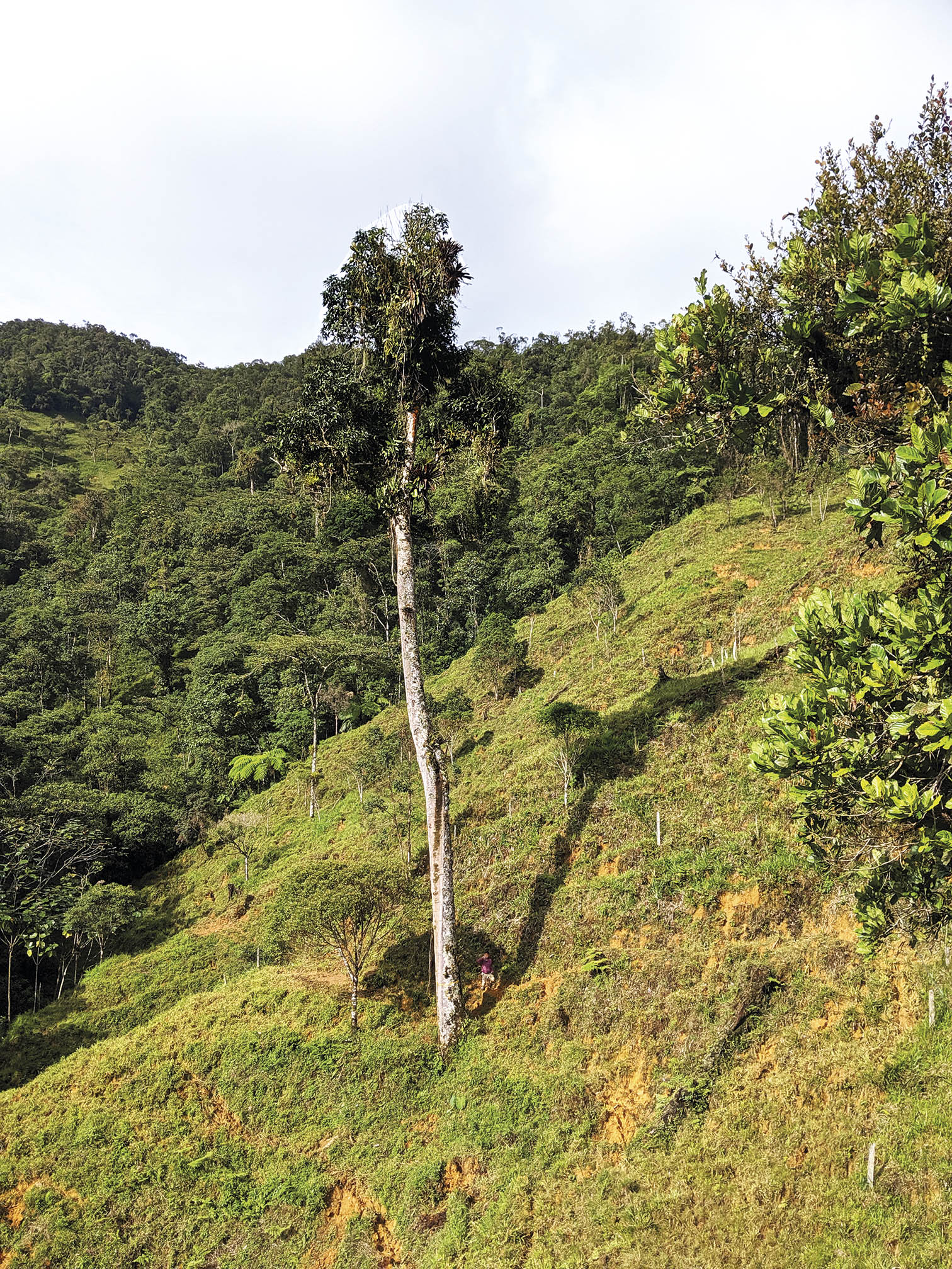 Juan Antonio Mazo, hijo de Mauricio, junto al árbol marcado con el número 2.