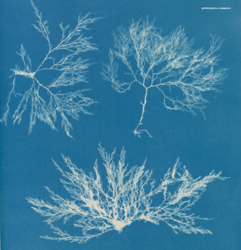 Cianotipia del alga Plocamium cartilagineum, tomada por la botánica Anna Atkins. 