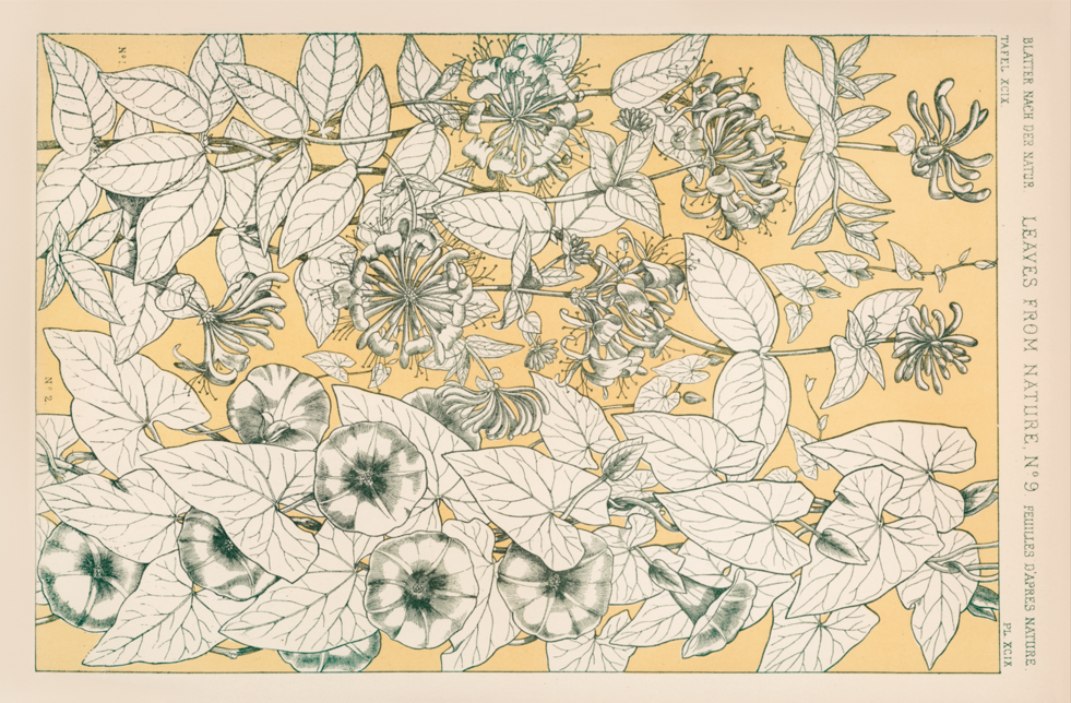 flores