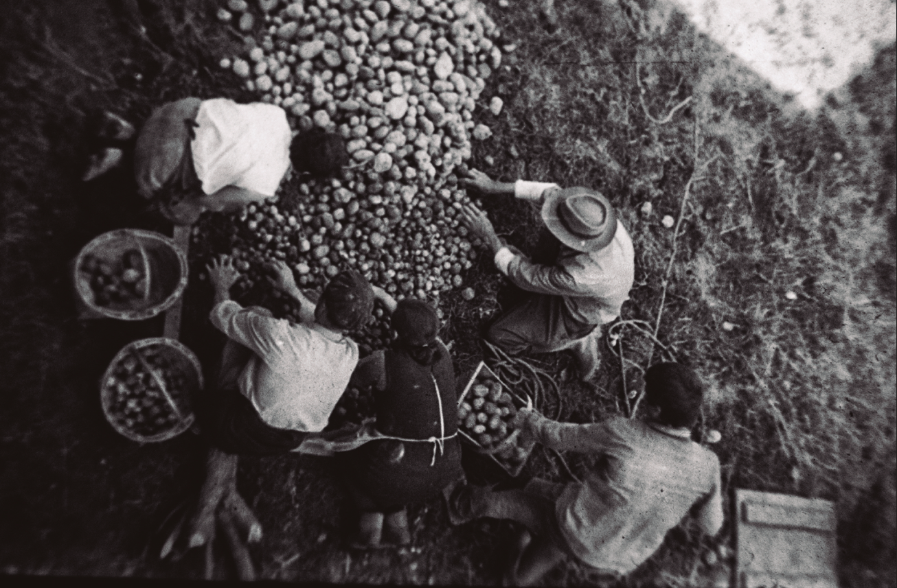cultivo