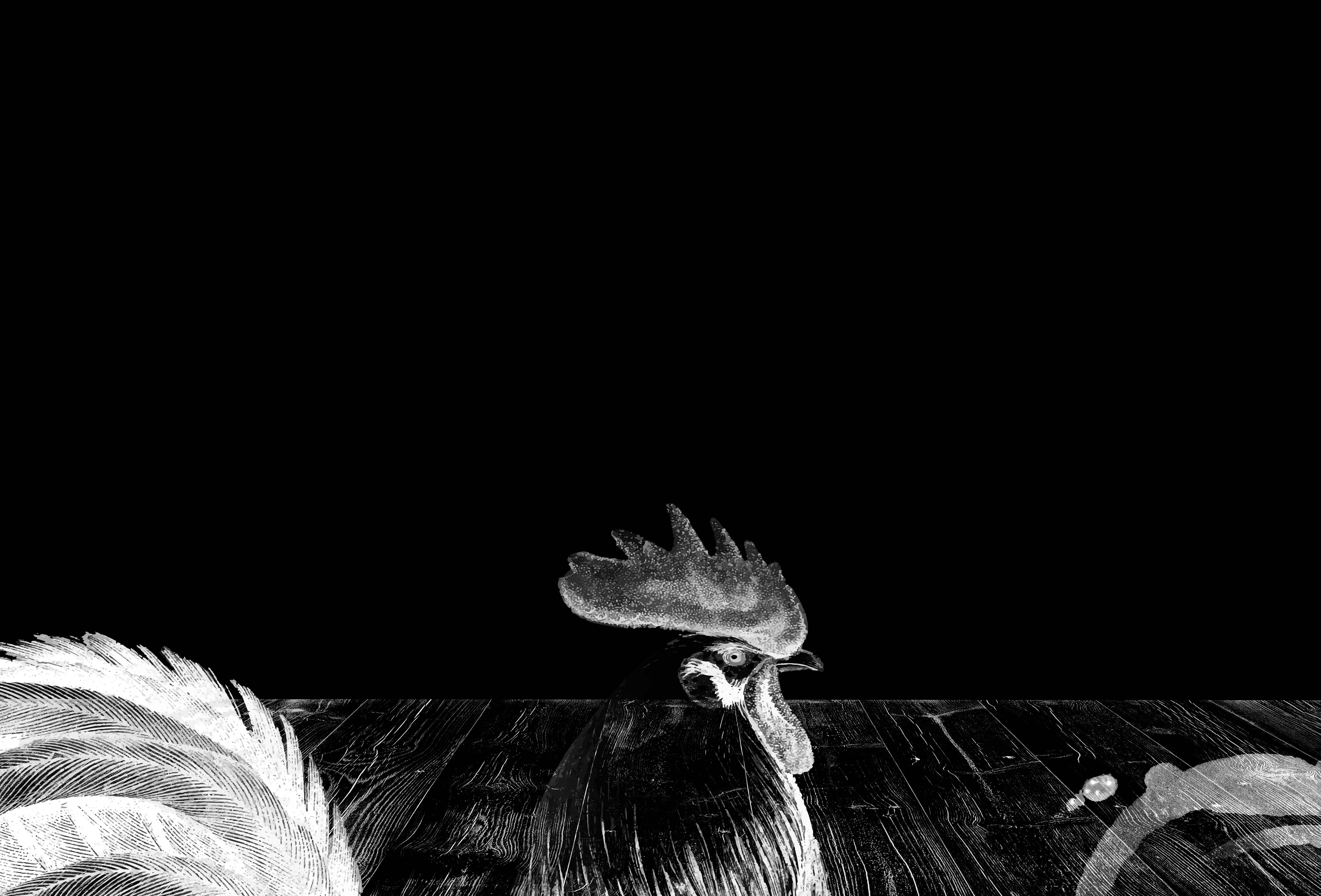 Gallo 