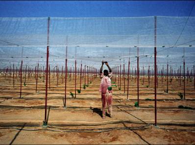 ©Yves Gellie •Getty• Plantación en el desierto al sur del país, cerca de la represa de Toshk