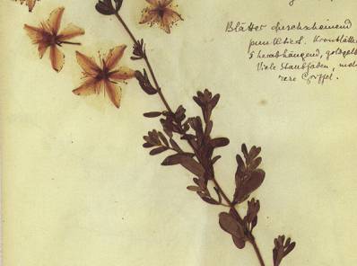 Rosa luxemburgo
