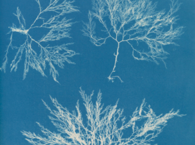 Cianotipia del alga Plocamium cartilagineum, tomada por la botánica Anna Atkins. 