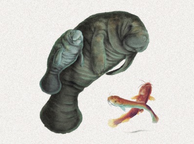 Ilustraciones cortesía Instituto Humboldt