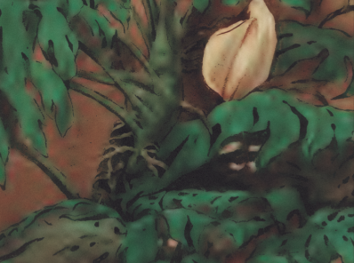 Referencia #1 Monstera deliciosa ~ Costilla de Adán