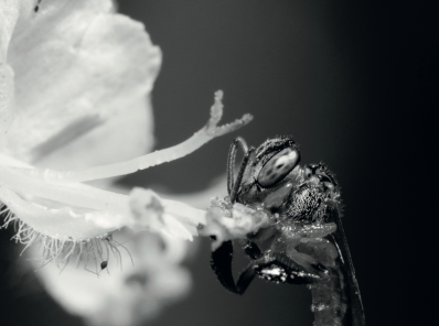 Abeja