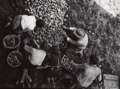 cultivo