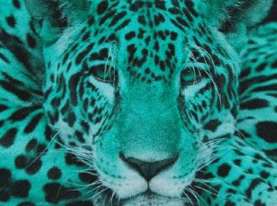 Tras las huellas de la jaguaridad 